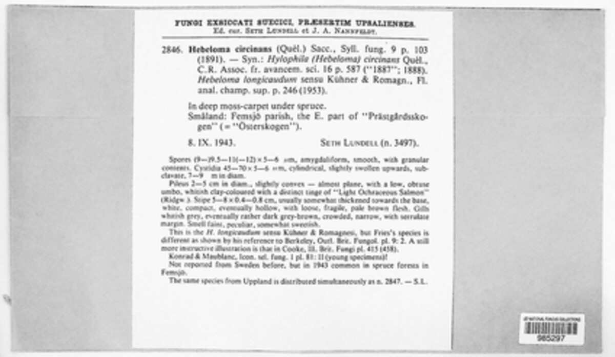 Hebeloma circinans image